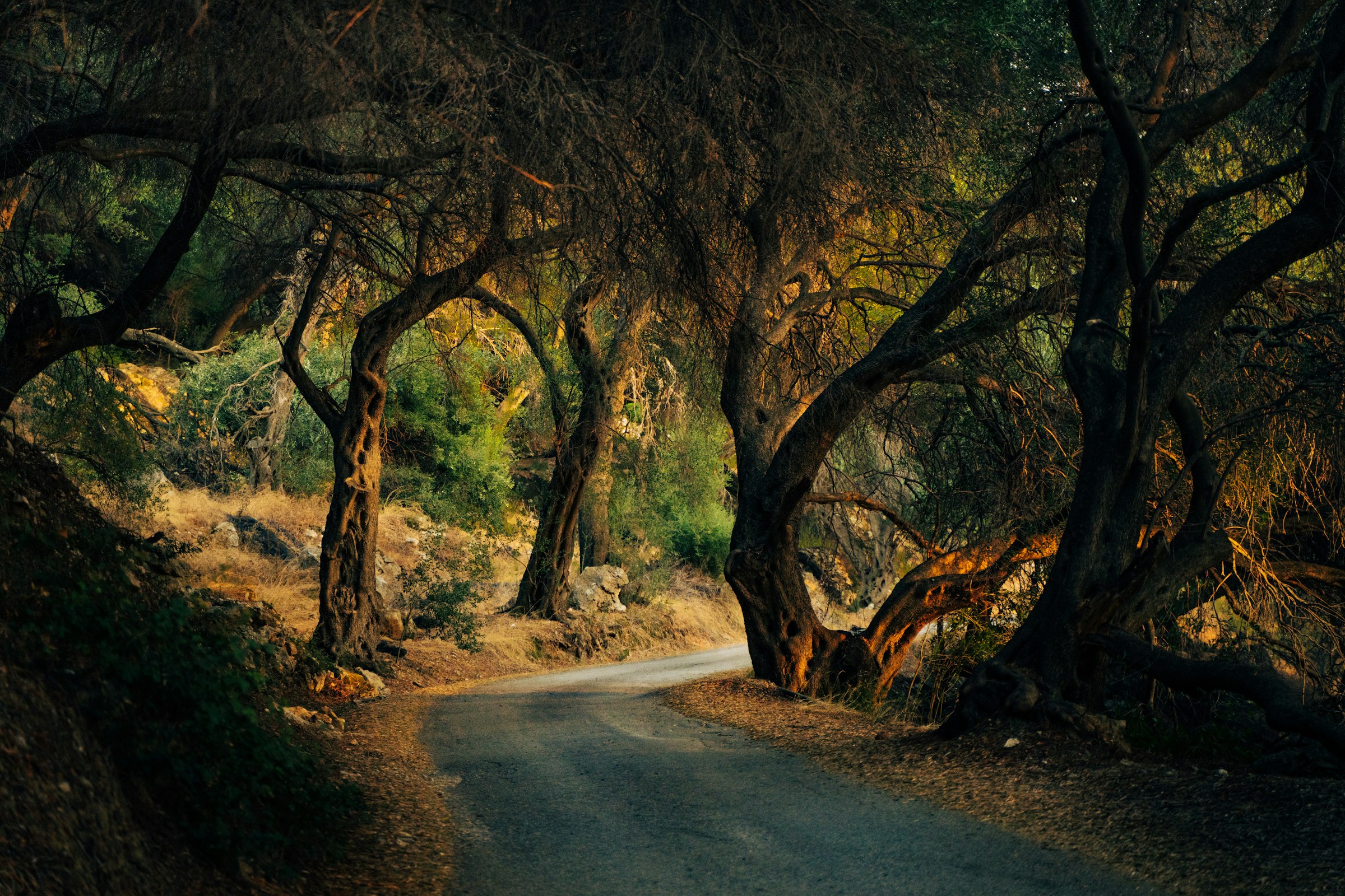 A narrow road through old olive trees, Corfu